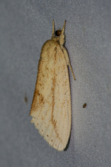 Saliocleta postica