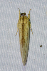 Saliocleta postica