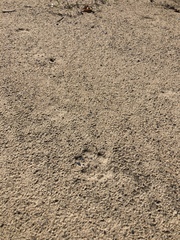 Vulpes vulpes fulvus