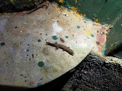 Sphaerodactylus