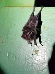 Emballonuridae