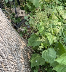 Chenopodiastrum simplex