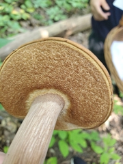 Tylopilus indecisus