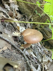 Tylopilus indecisus