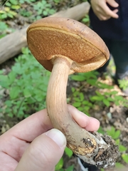 Tylopilus indecisus