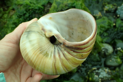Lewis's Moon Snail