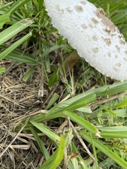 Chlorophyllum molybdites image