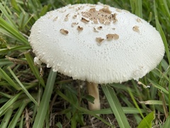 Chlorophyllum molybdites image