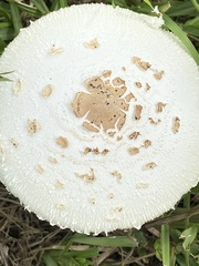 Chlorophyllum molybdites image