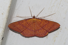 Eumelea rosalia