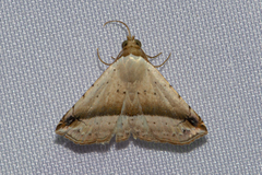 Eublemma pudica