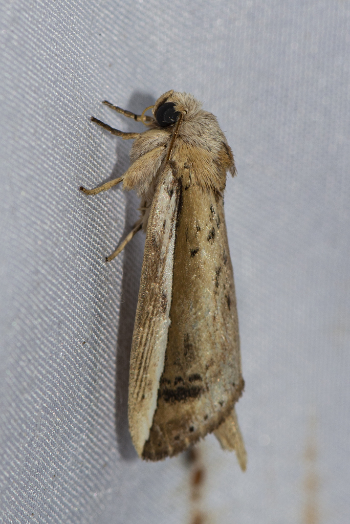 Niganda radialis
