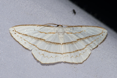 Orthocabera ocernaria