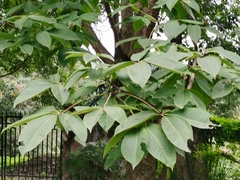 Aesculus chinensis