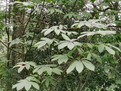 Aesculus chinensis