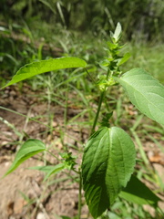 Acalypha neomexicana