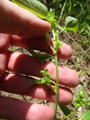 Acalypha neomexicana