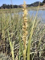 Spartina alterniflora