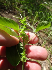 Acalypha neomexicana