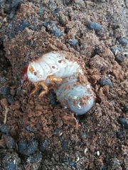 Dynastes tityus