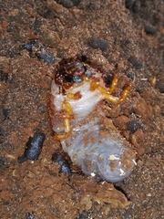 Dynastes tityus
