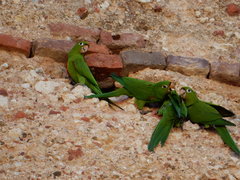 Psittacara chloropterus