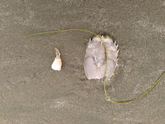 Blepharipoda occidentalis