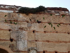 Psittacara chloropterus