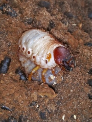 Dynastes tityus