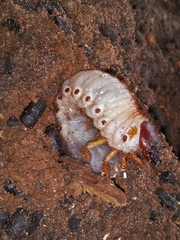 Dynastes tityus