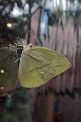 Rhabdodryas trite trite