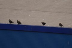Sturnus vulgaris