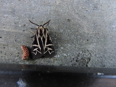 Apantesis williamsii