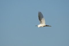 Egretta garzetta