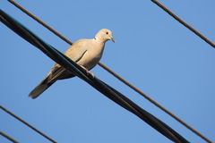 Streptopelia decaocto