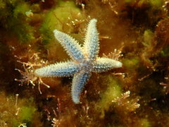 Asterias rubens