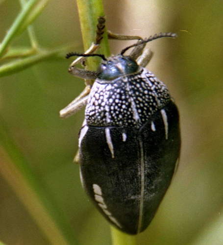Sternocera interrupta