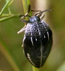 Sternocera interrupta