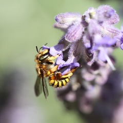 Anthidium