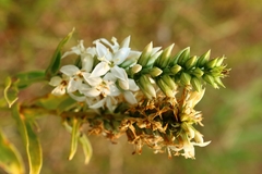 Coutoubea spicata