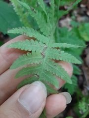 Phegopteris