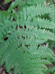 Phegopteris