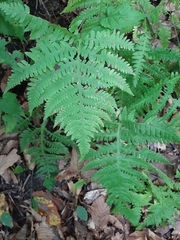 Phegopteris