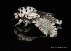 Kamalia kandyia