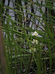 Sagittaria cristata