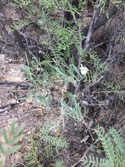 Nerisyrenia linearifolia