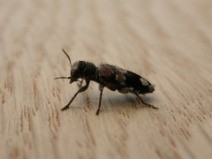 Clerus gilberti