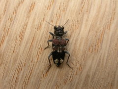 Clerus gilberti
