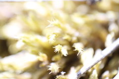 Brachythecium glareosum