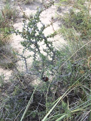 Condalia ericoides